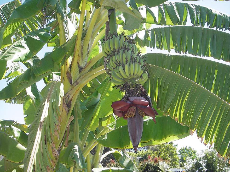 TANAMAN 'OVERSIZE', BAJA ASLI DARI BATANG PISANG - TCER.MY