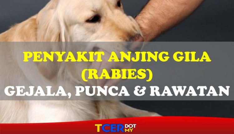 Penyakit Anjing Gila (Rabies)- Gejala, Punca Dan Juga Rawatan - TCER.MY