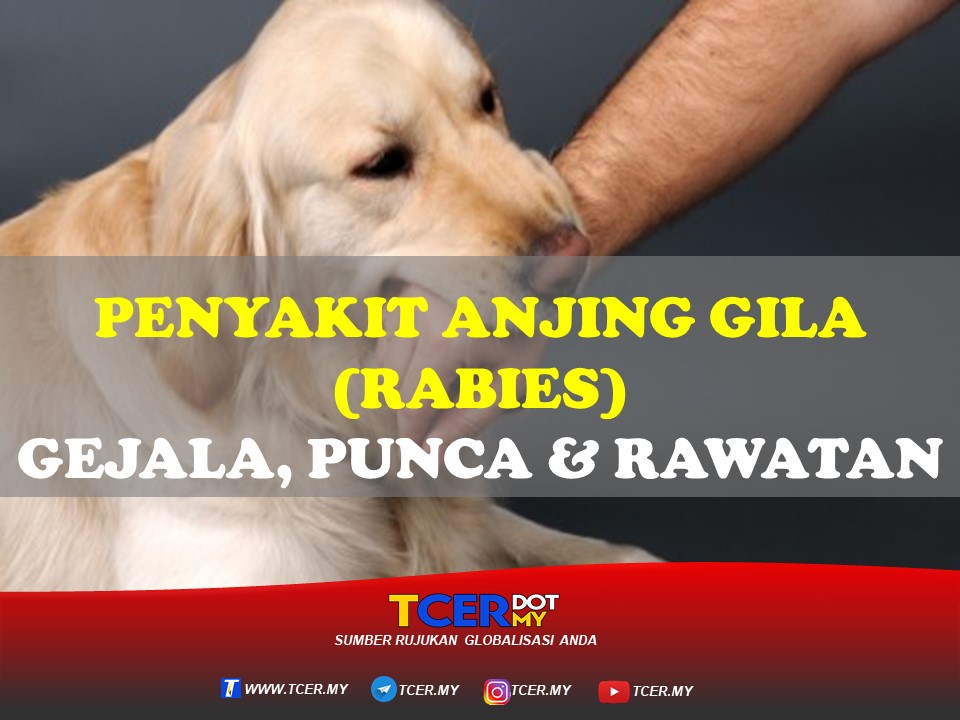 Penyakit Anjing Gila (Rabies)- Gejala, Punca Dan Juga Rawatan - TCER.MY