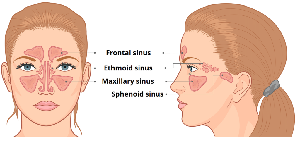 Paranasal Sinus: Fungsi, Tanda & Gejala, Diagnosis & Rawatan 1